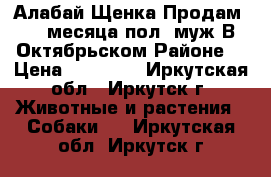 Алабай Щенка Продам 1.5 месяца пол- муж.В Октябрьском Районе. › Цена ­ 10 000 - Иркутская обл., Иркутск г. Животные и растения » Собаки   . Иркутская обл.,Иркутск г.